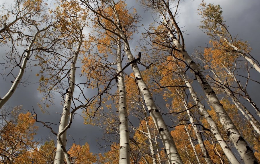 Небо цвета слоновой кости