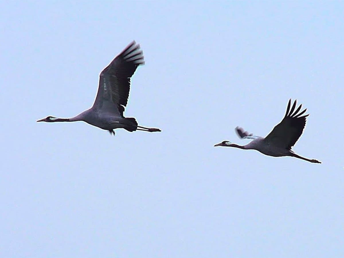 Стая одиноких журавлей