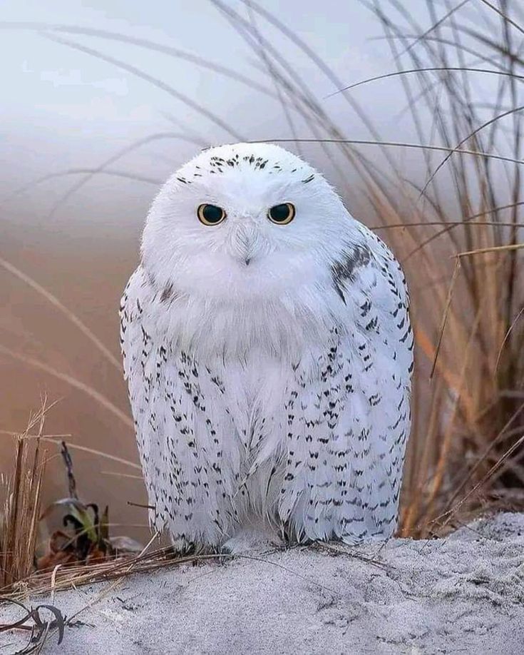 я обидчиц моих решила не читать А Серебрякову