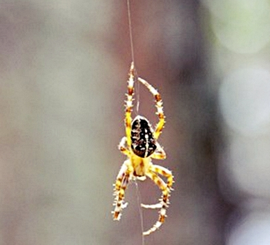 Спустился паучёк с куста