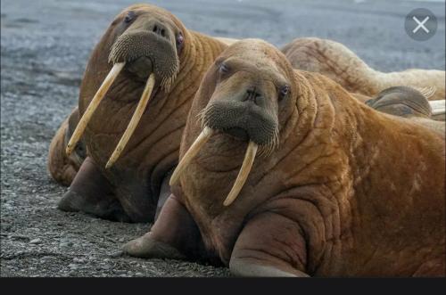 Моржи загадка ребяткам