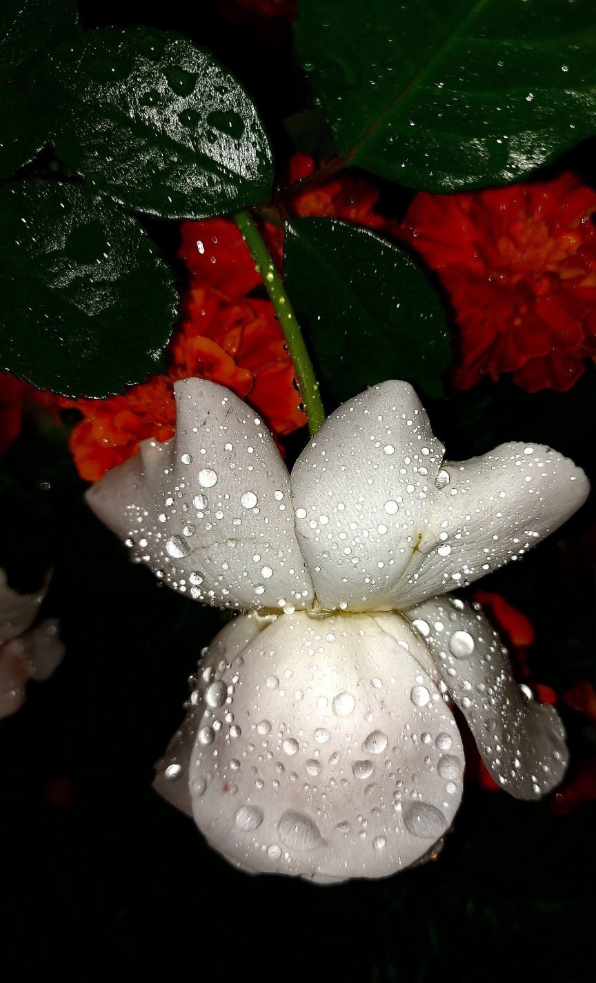 Хрустальных роз