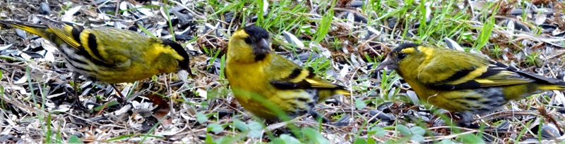 Песенка про Чижика