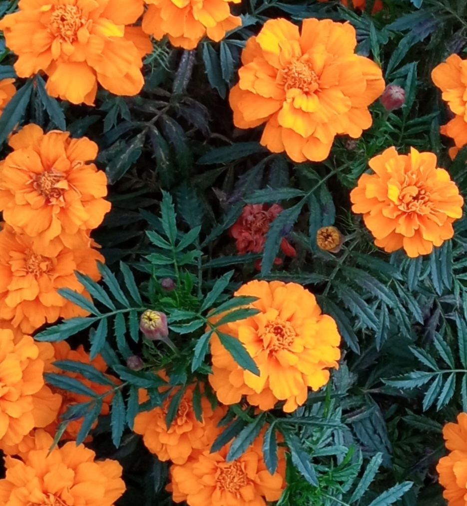 Бархатцы, у осени приятные штрихи