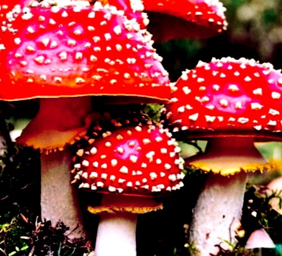 Пошутим - микродозинг мухоморов...