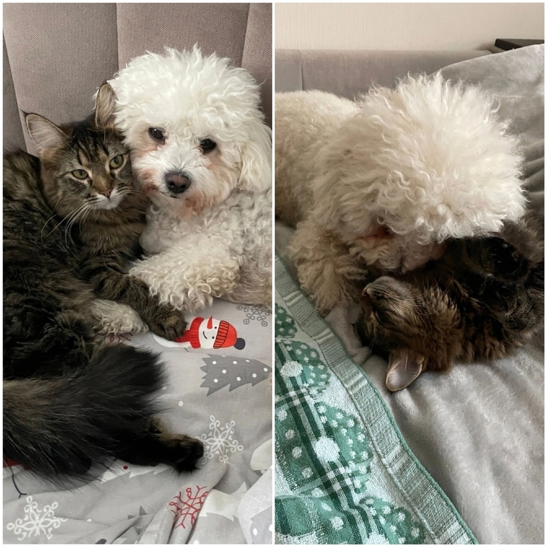 16 сентября. Живут, как кошка и собака