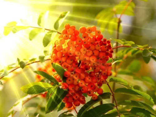 Роспись бабьего лета