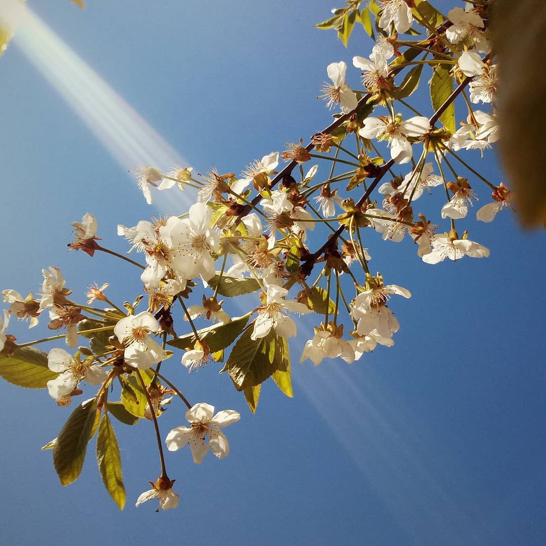 Цветы Солнца - лучи дня