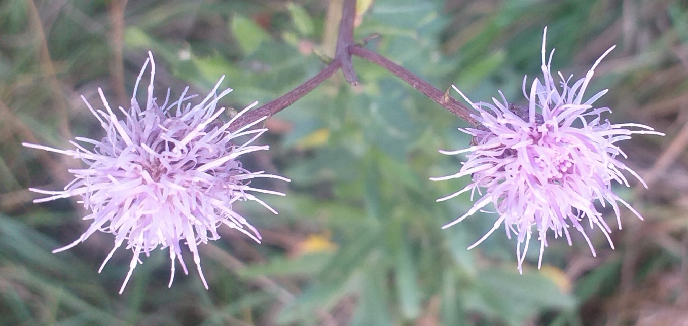 Два цветочка