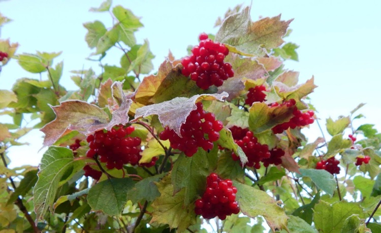 Калина Красная
