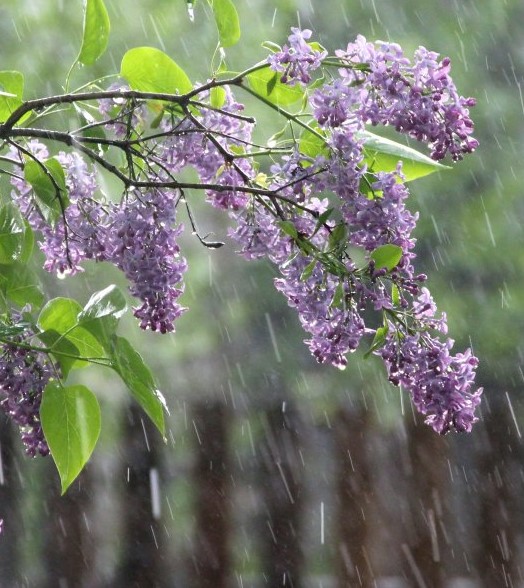 И снова дождь