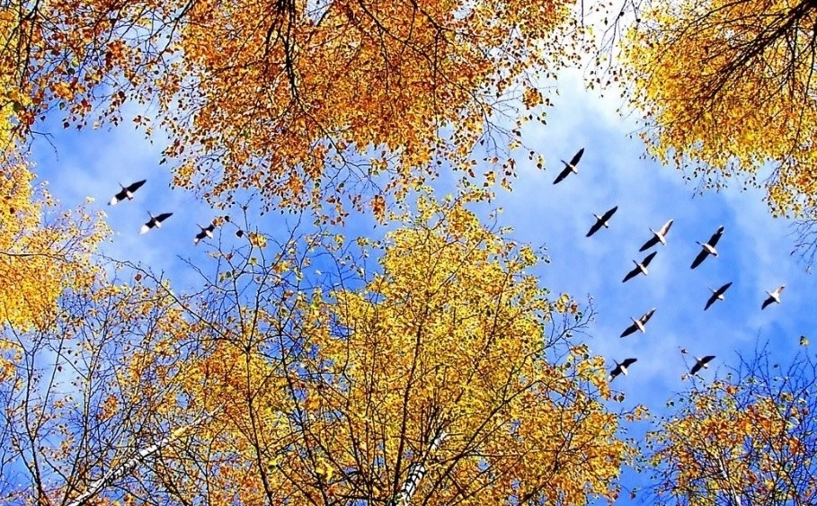 Отговорила роща золотая...