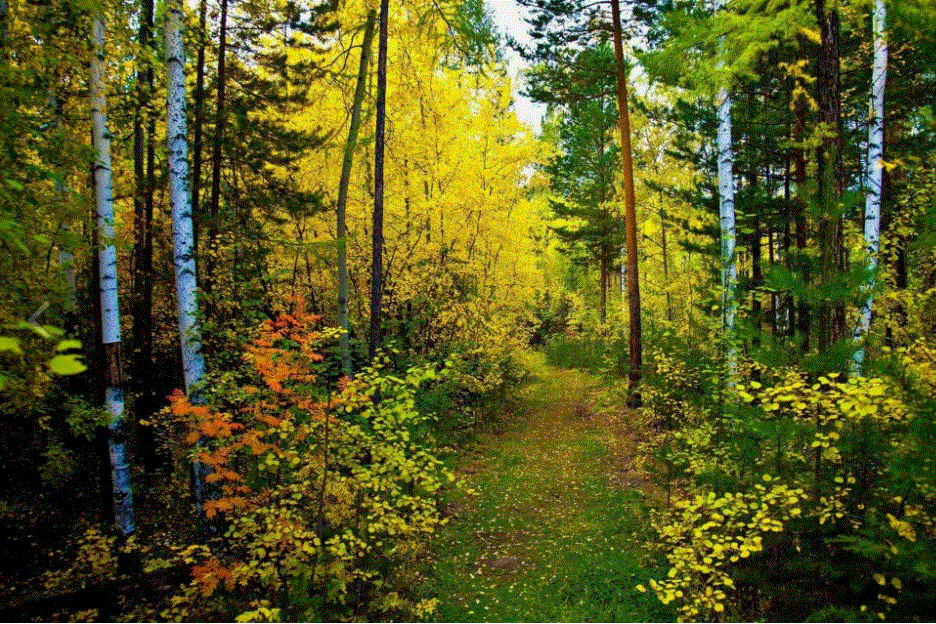 Осенние пейзажи