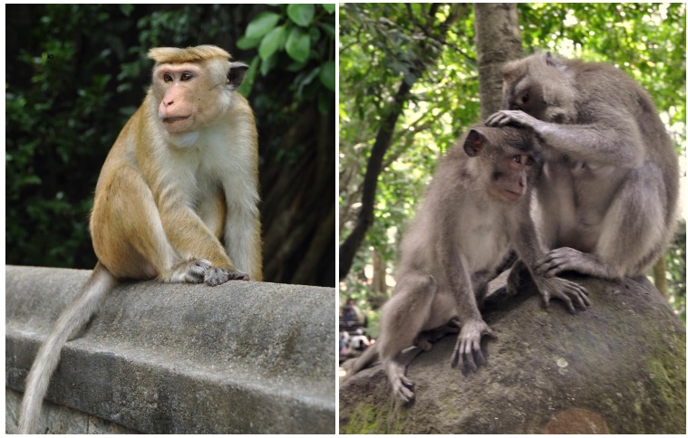 Человекоподобные обезьяны - макаки