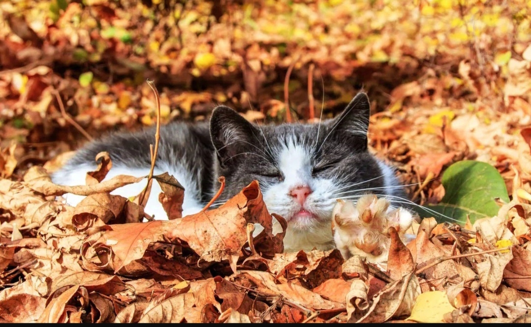 Надо помнить всё, что сердцу мило! Дуэт