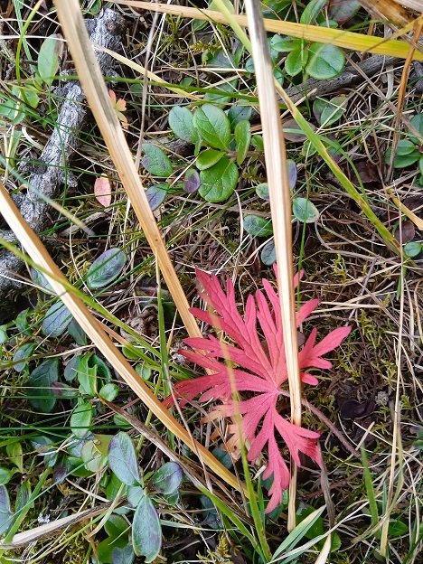 Неубаюканной листвой мурлычет вечер