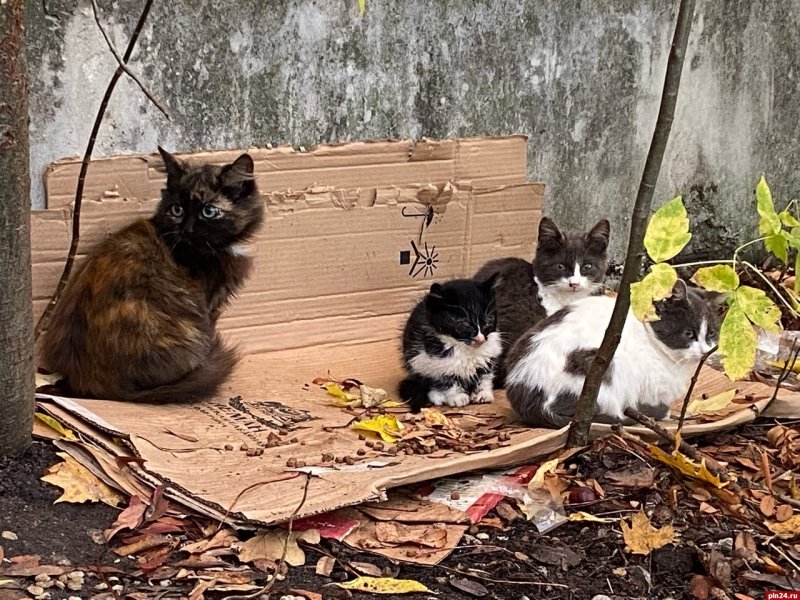 Мои бездомные коты