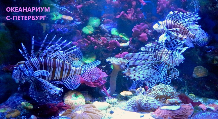 Рыбка в горошек, или В океанариуме