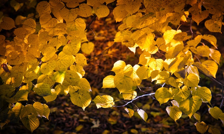 Бабье-Летовская песня