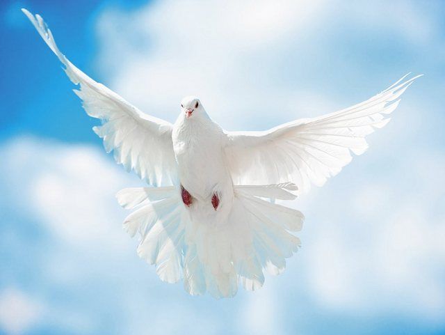 Ищи пару для души. Песня