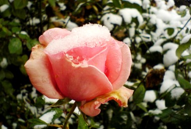 Забытый цветок