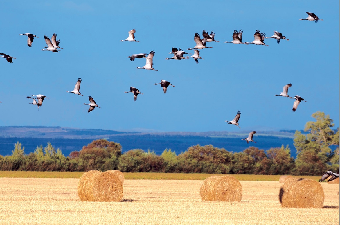 Вещий уголок
