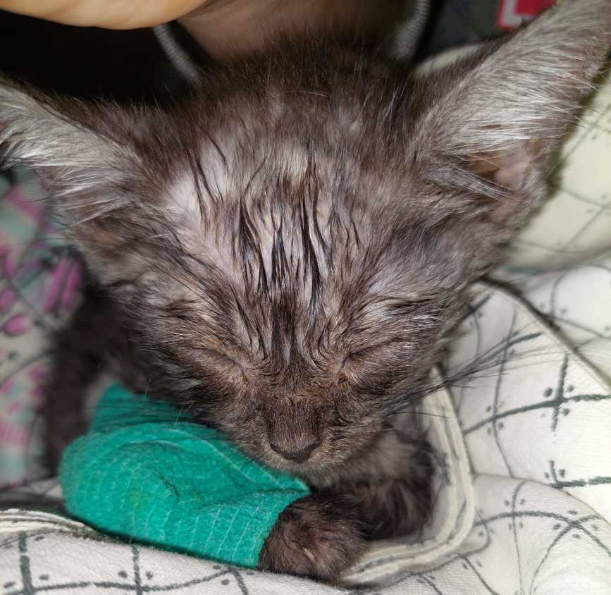 Посвящаю своим котодеткам