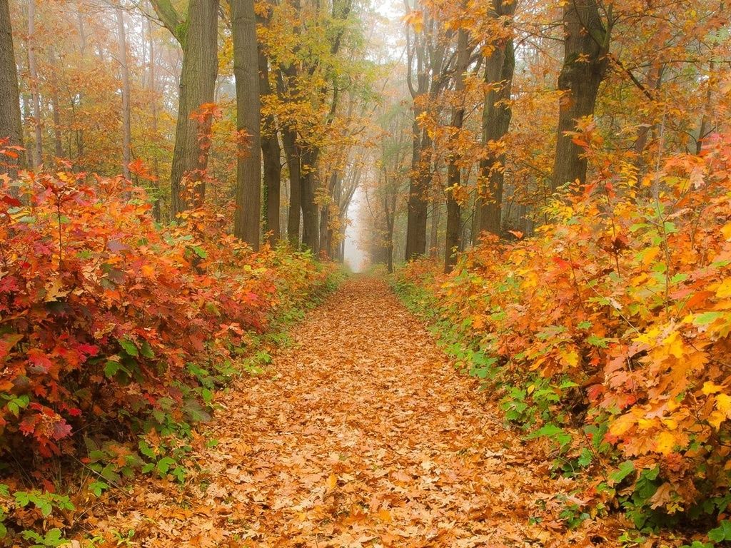 Осенняя краса