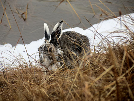 Весна - красна