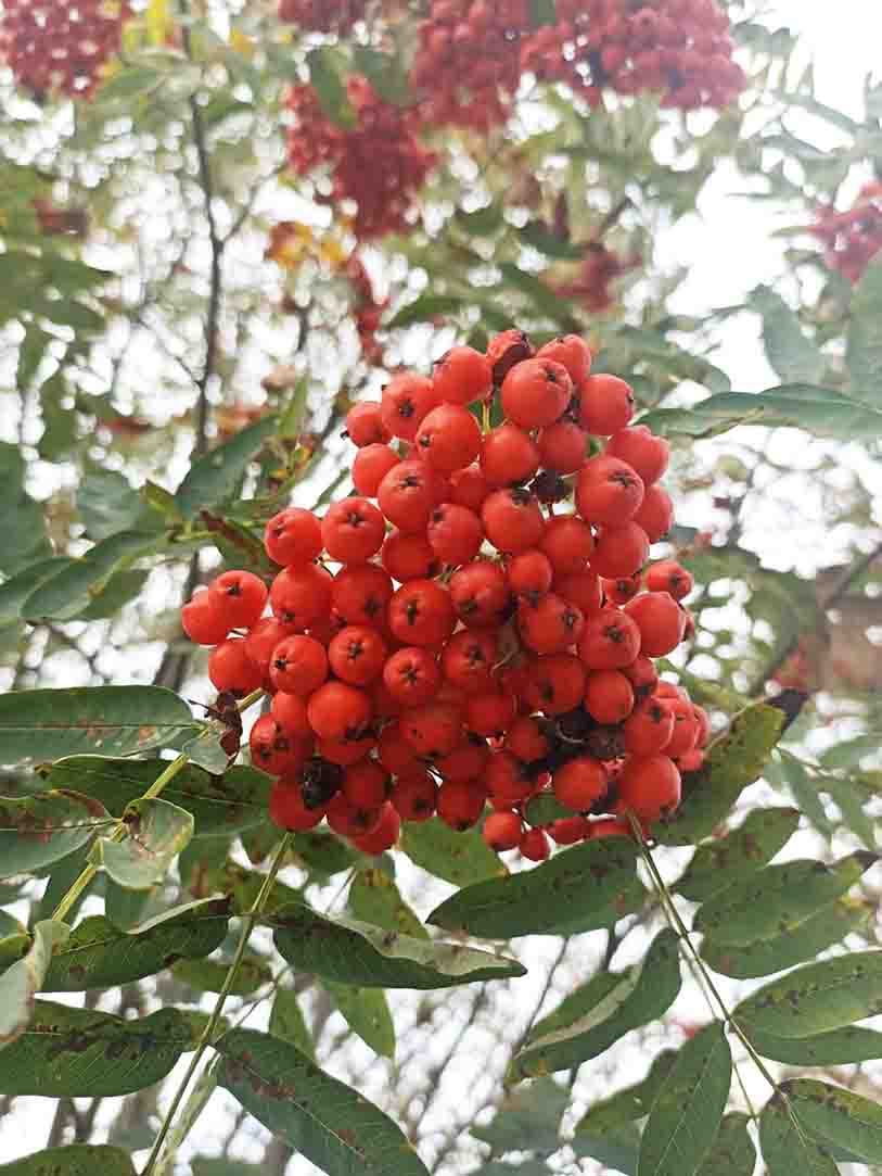 Рябина в октябре