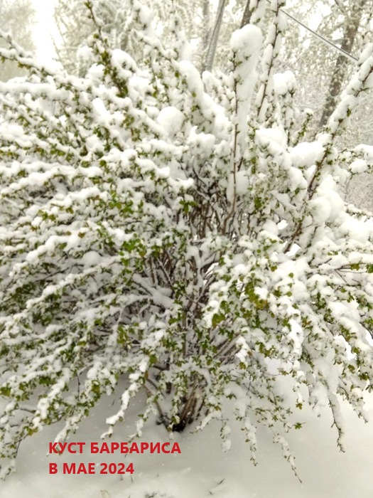 Снежный май. Песенка