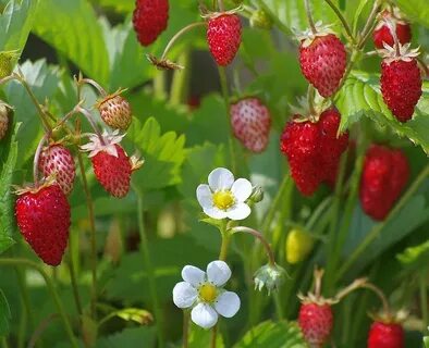 Самый дорогой подарок
