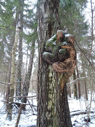 2024г. Снег первый выпал на Покров. 1127