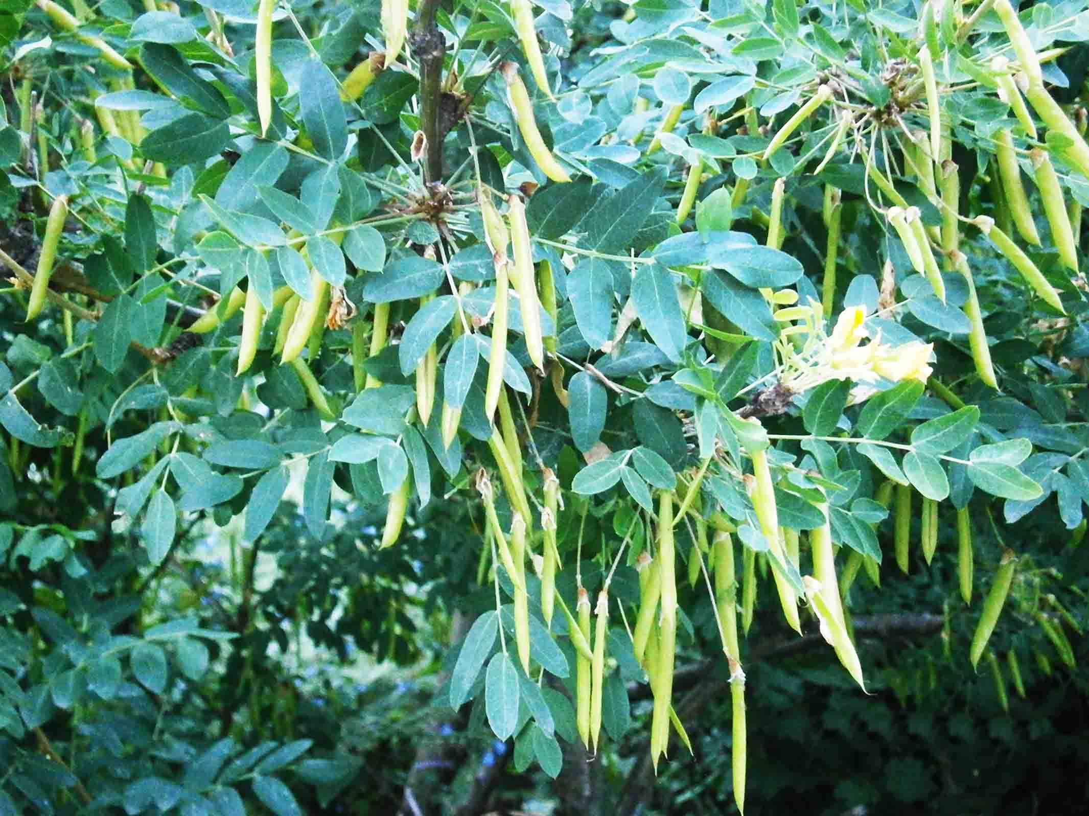 Жёлтые акации