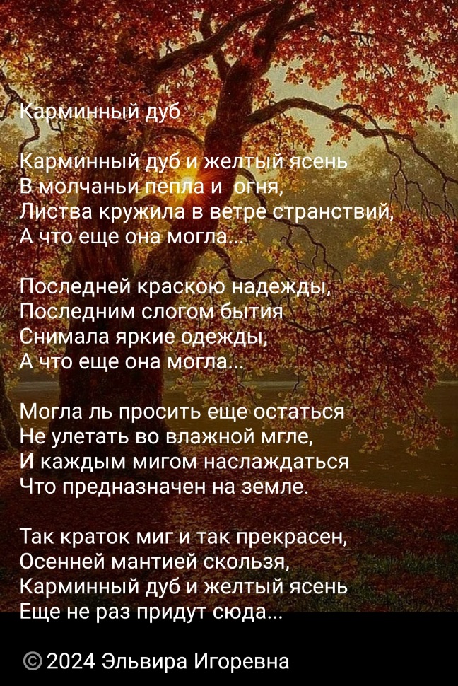 Карминный дуб