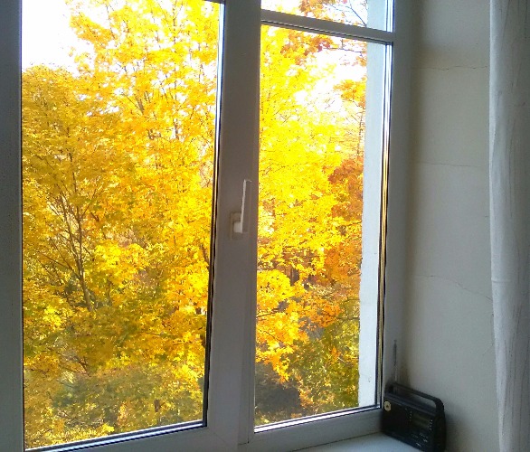 Клён. 18 октября