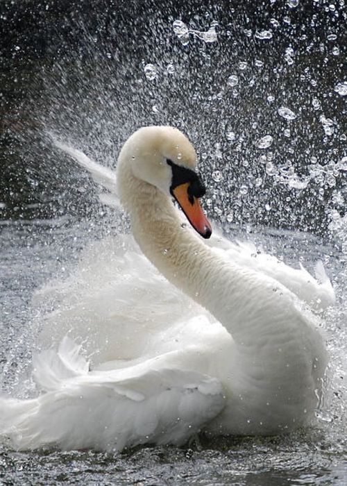 Одинокий лебедь!