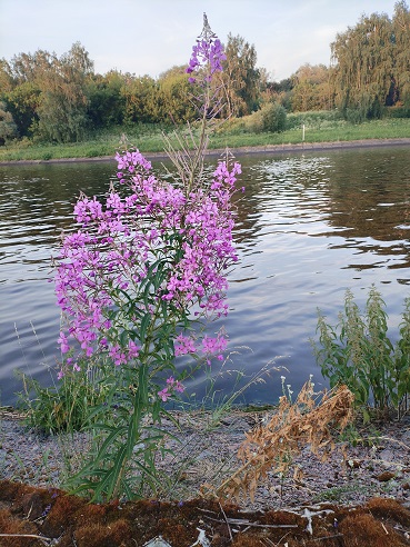 2024г. Она не может Вас любить. 1136