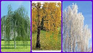 Берёзонька любимая...