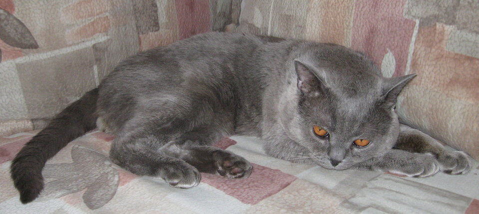 Непринятый совет