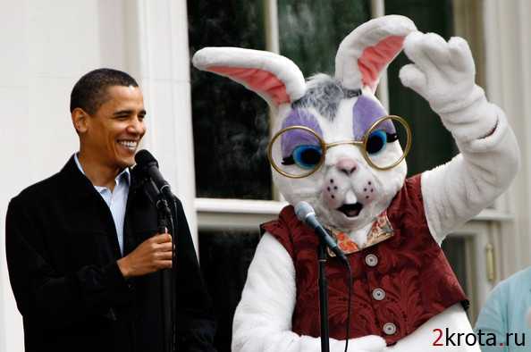 Чёрный заяц