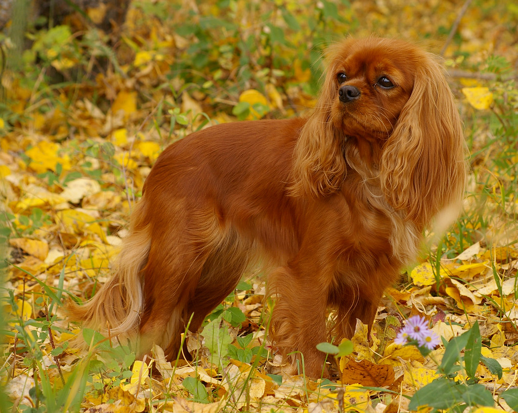 5. Моё вдохновенье