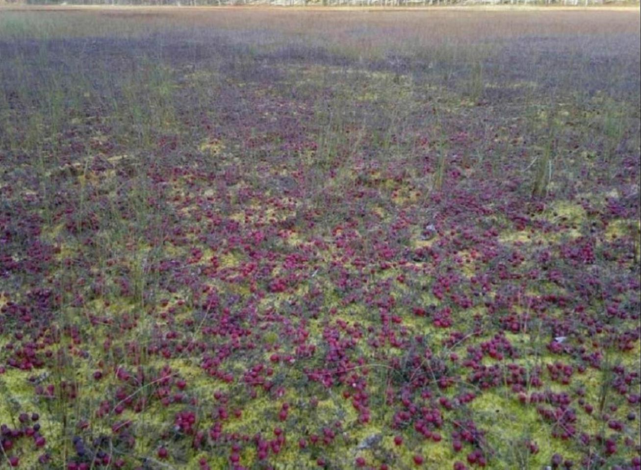 Сходил, сегодня, на свои я грядки,