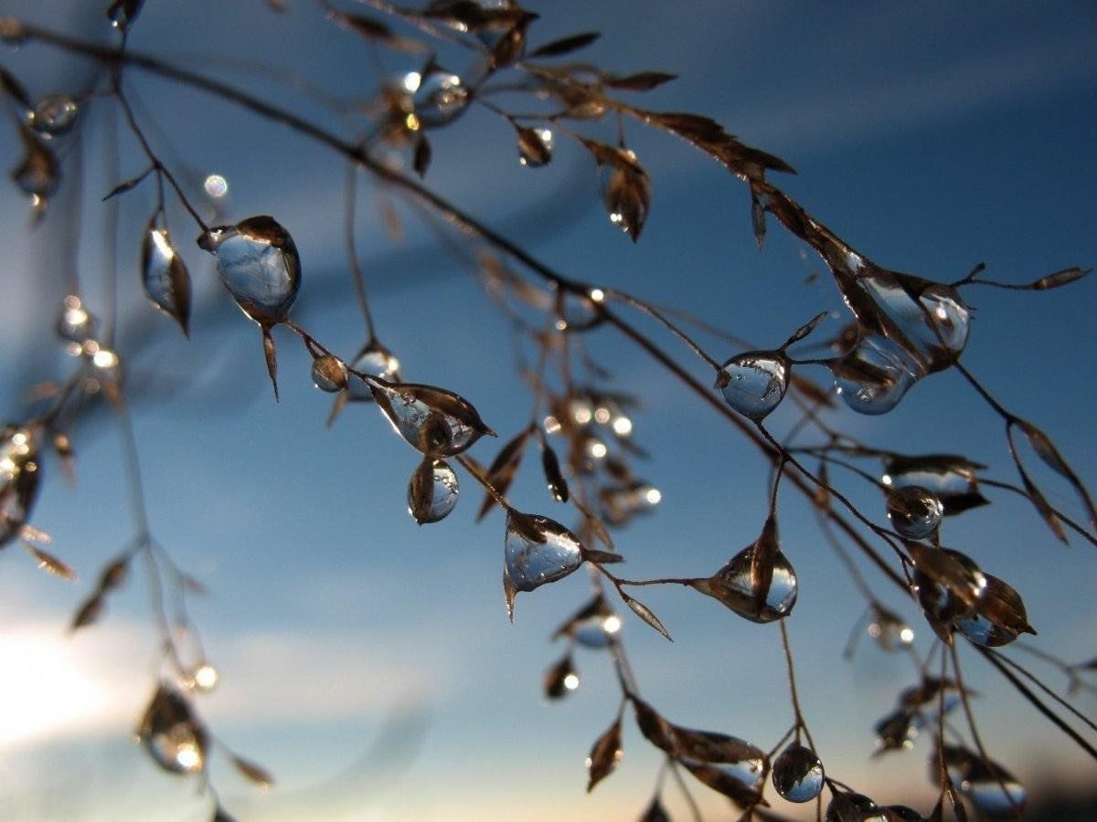 Звон капели