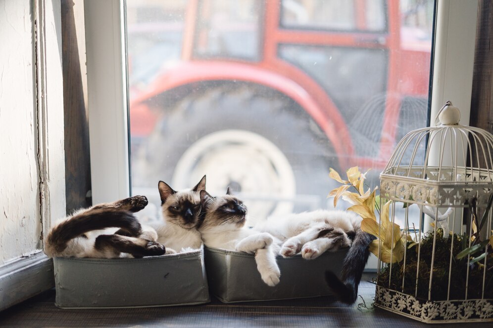 Котики