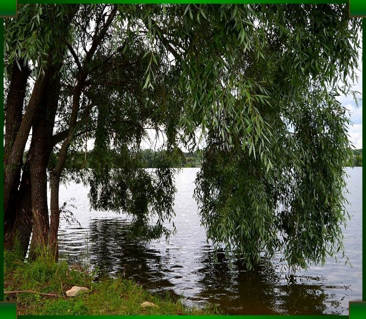 Ивушка над речкой наклонилась...