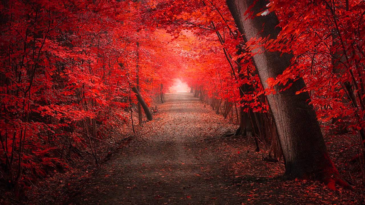 Осенний день погожий