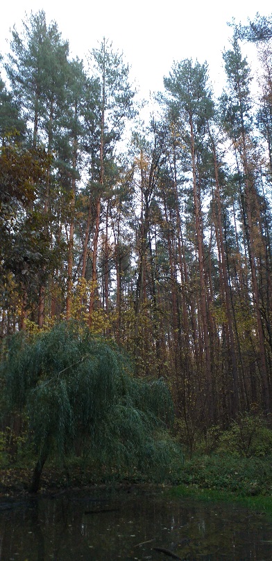 В лесу сыром