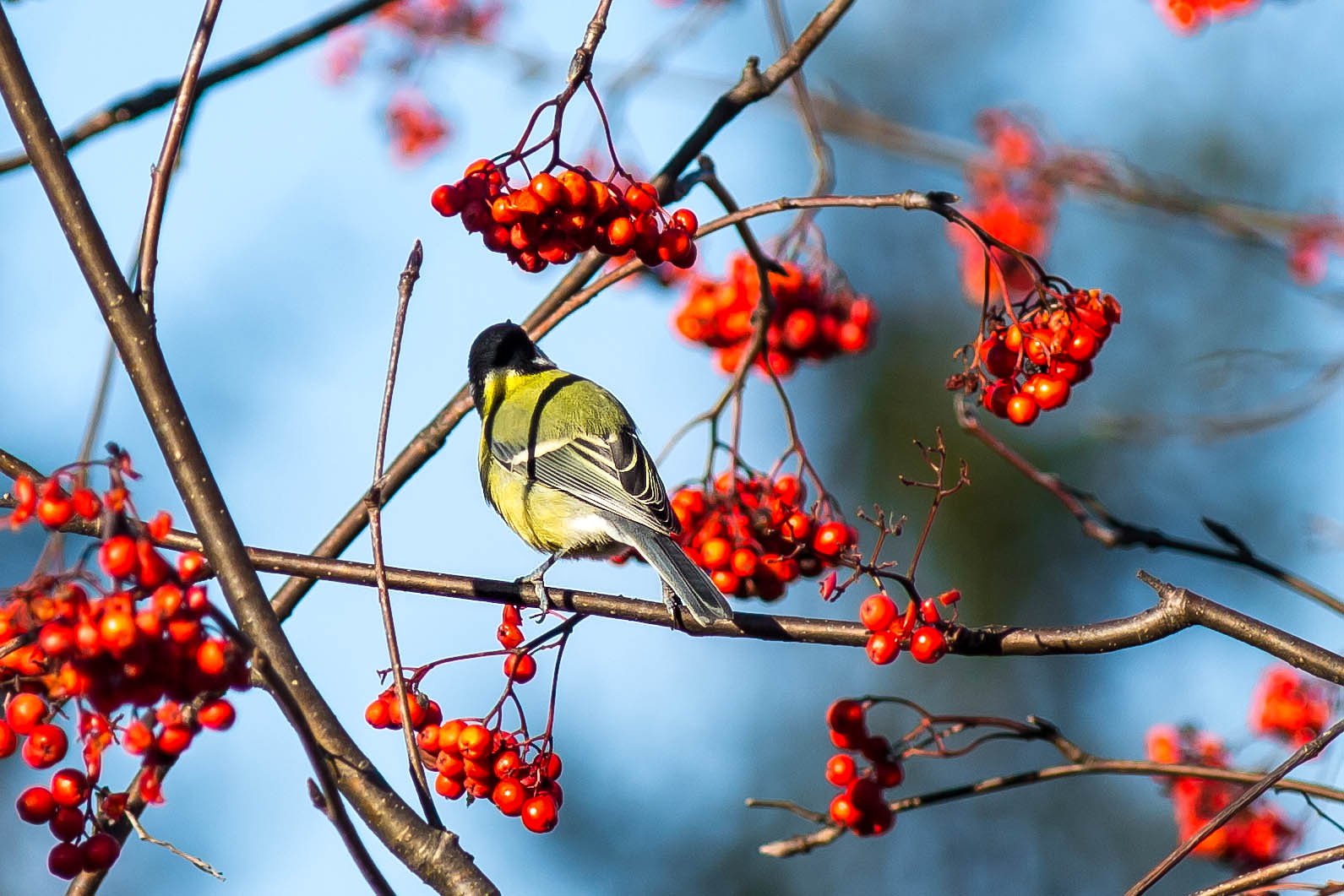 Осенний дар