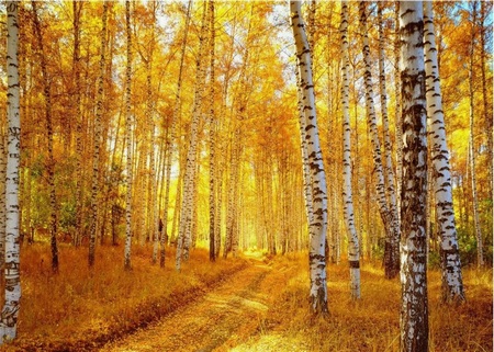 Очарование осени